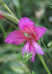 Gladiolus communis