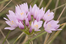 Allium antonii-bolosii