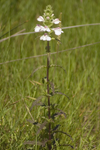 Bellardia trixago