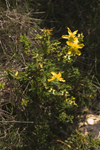 Hypericum balearicum