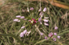 Allium roseum
